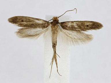 Specimen example of a Case bearing clothes moth